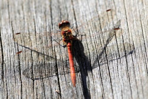 Sympetrum striolatum